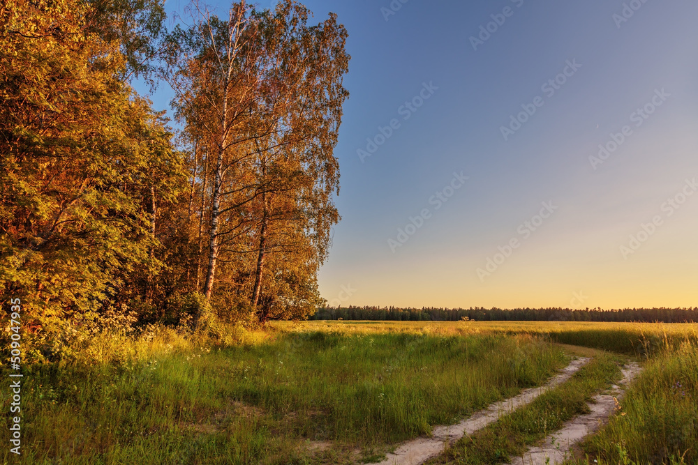 Path in a summer field in sunset light