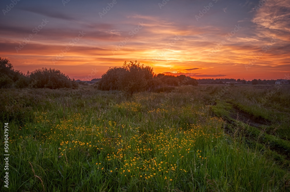 Sunset in summer field with flowers