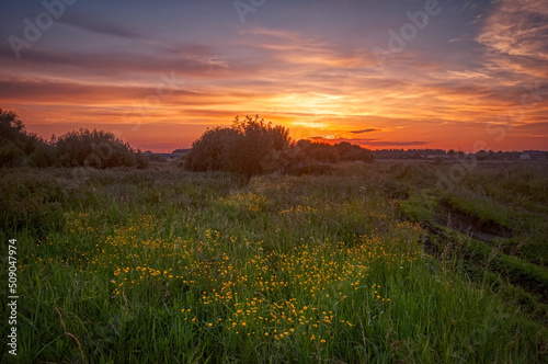 Sunset in summer field with flowers