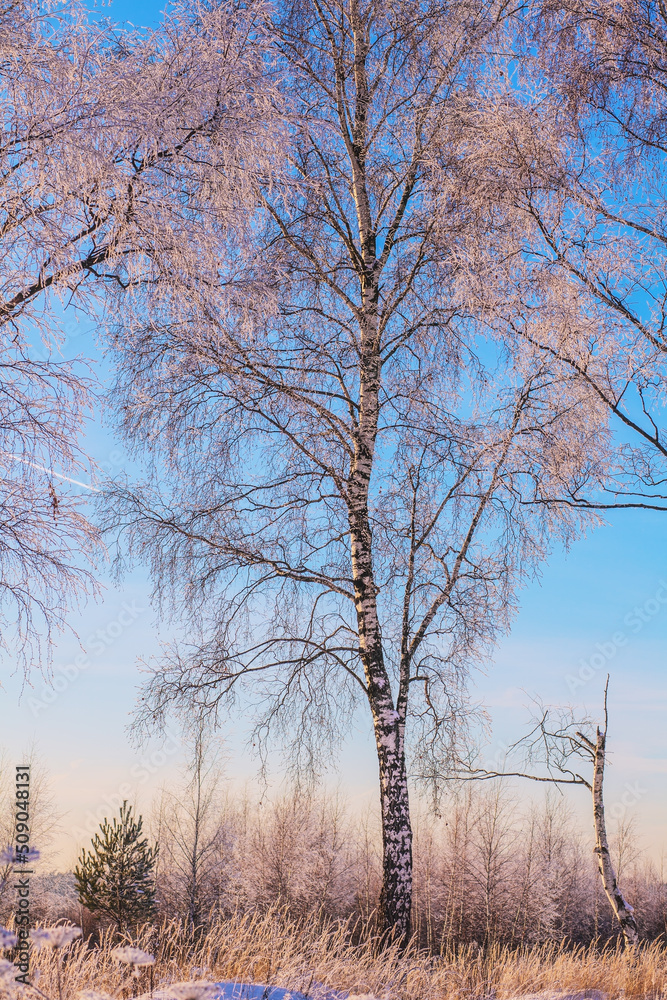 Winter landscape of birch tree in frost on clear sunny evening with blue sky. Winter landscape of birch tree in frost on clear sunny evening with blue sky.