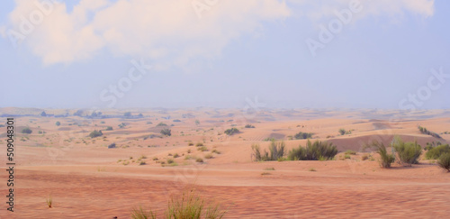 Desert landscape. Beautiful wavy sands, dunes and desert plants.