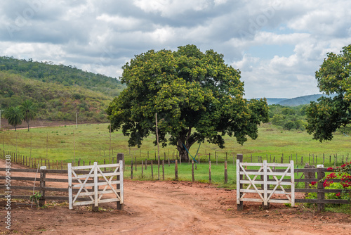 Tree in front of the gate of a farm near the Mosquito waterfall in Lençois, Bahia, Brazil