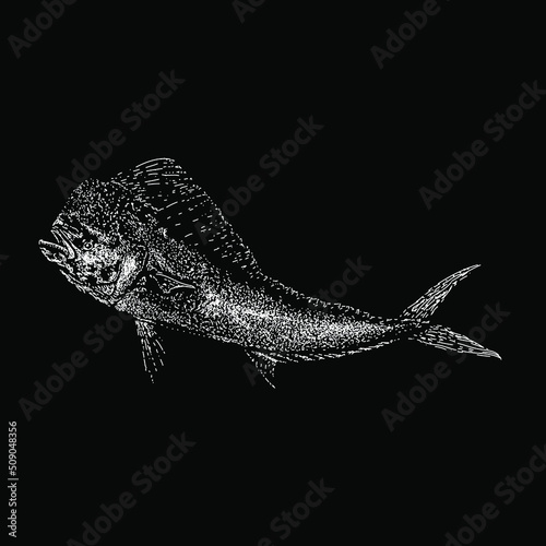 Mahi Mahi (Dolphin Fish) hand drawing vector illustration isolated on black background photo