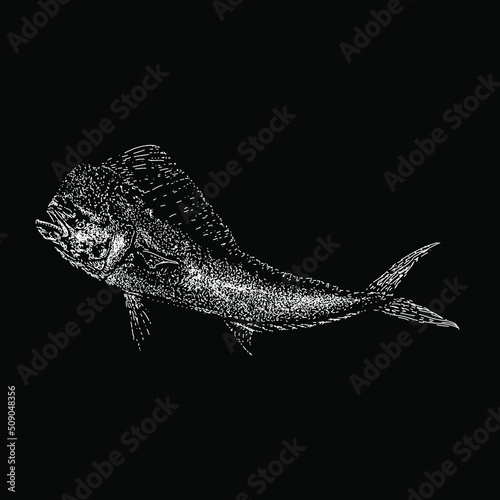 Mahi Mahi (Dolphin Fish) hand drawing vector illustration isolated on black background