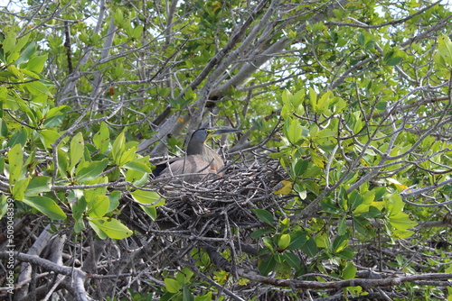 Female tiger heron sitting into its nest in the mangrove forest of sian Kaan national park near Tulum on a sunny morning
