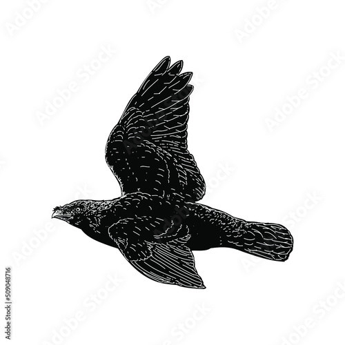 Jackdaw illustration isolated on background