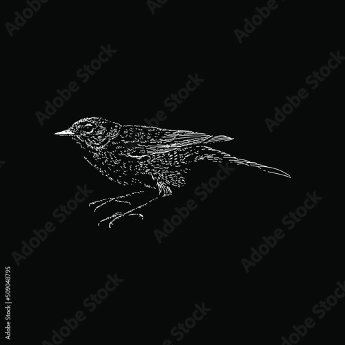Orange-Crowned Warbler hand drawing vector illustration isolated on black background