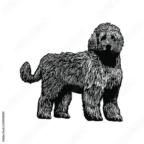 labradoodle illustration isolated on background