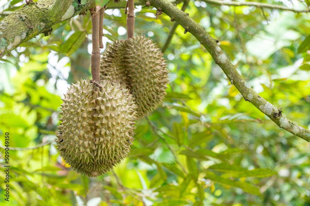 Fresh organic green Durian fruit hanging from branch on Durian tree garden and healthy food concept Fresh organic green Durian fruit hanging from branch on Durian tree garden and healthy food concept