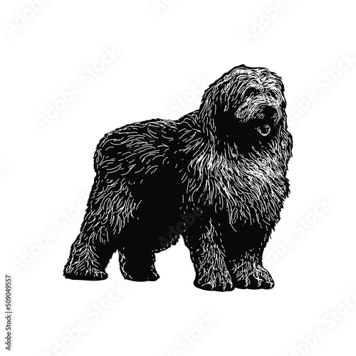 Old English Sheepdog illustration isolated on background