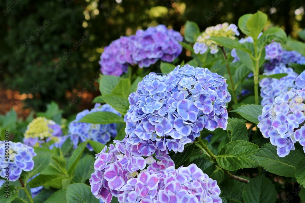 穏やかに咲くアジサイの花 癒しの散策路 風景 みかも 穏やかに咲くアジサイの花 癒しの散策路 風景 みかも