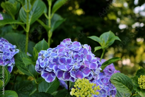 風情ある紫陽花の花 癒しの散策 風景 みかも