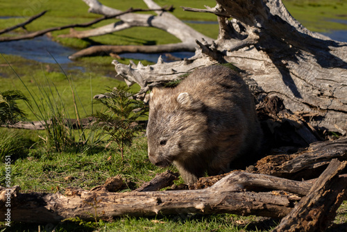 Fotografía wombat in a bushland at maria island Tasmania