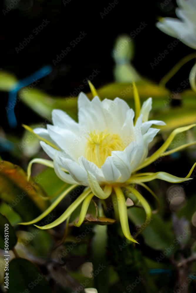 beautiful dragon fruit flower. beautiful dragon fruit flower.
