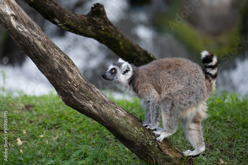 Close up of a ring-tailed lemur