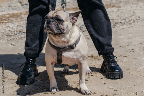 Pug dog hiding under master's legs on the sand. Portrait of cute happy pug domestic doggy outdoors. Background, copy space, close up. © lisannart