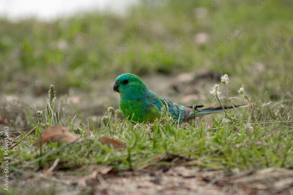 grass parrot hang on around the river