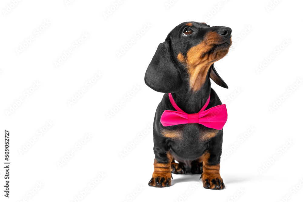 Portrait of cute dachshund puppy with pink bow tie around its neck, who obediently sits and looks up attentively, biting its funny lips, white background, front view, copy space