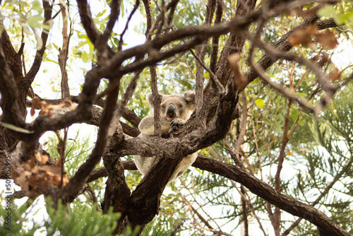 koala hang on on a gum tree © David