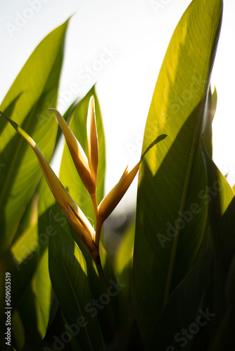 heliconia in a florist farm