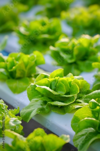 
Butterhead salad planted on top of a vegetable trough