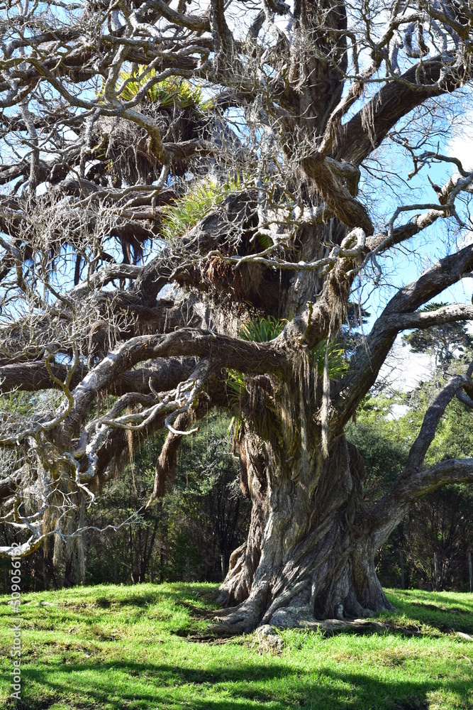 Fairy tale Pohutukawa tree with epiphytes and aerial roots. Location: Mahurangi East New Zealand Fairy tale Pohutukawa tree with epiphytes and aerial roots. Location: Mahurangi East New Zealand