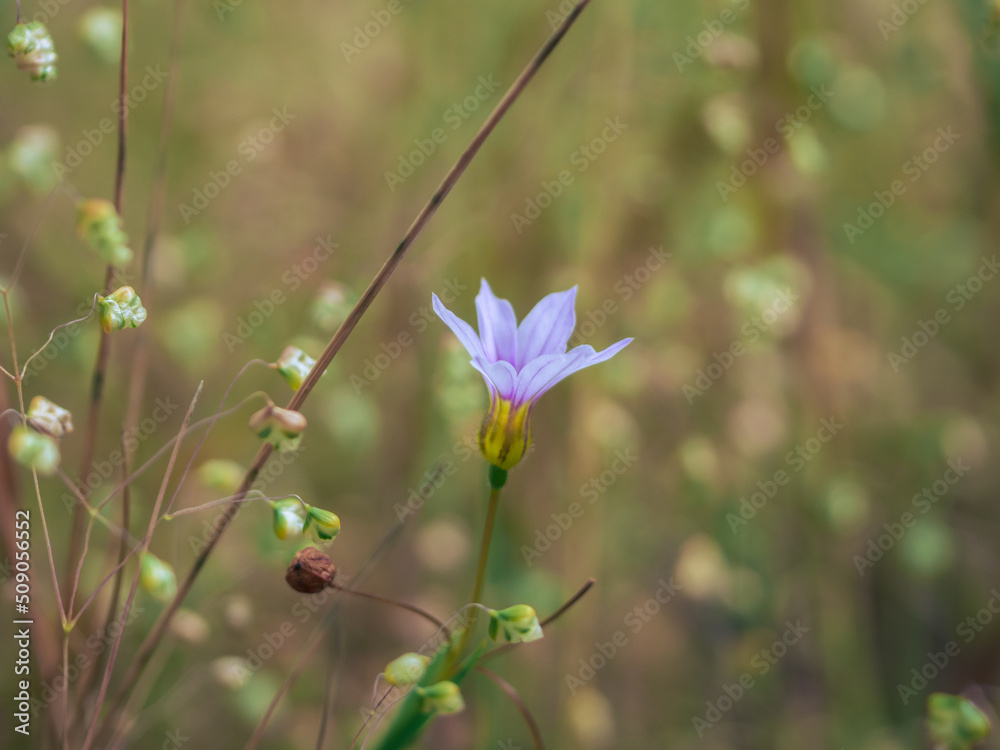 ニワゼキショウの花のクローズアップ