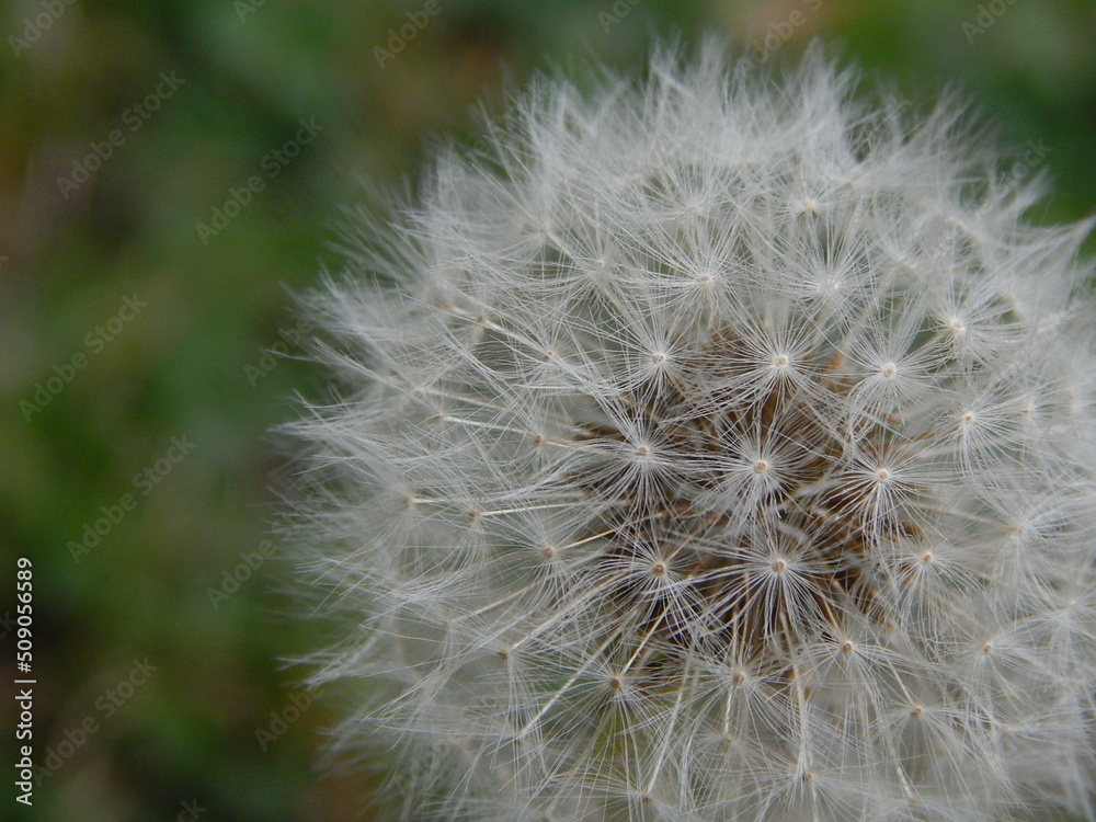 Fototapeta premium Dandelion closeup.