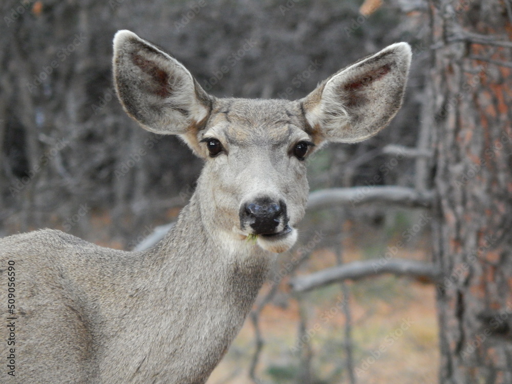 Deer portrait Deer portrait