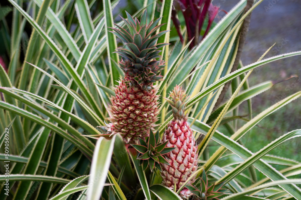 Pineapples fruit raw, organic nutrition farm plant. Pineapples fruit raw, organic nutrition farm plant.