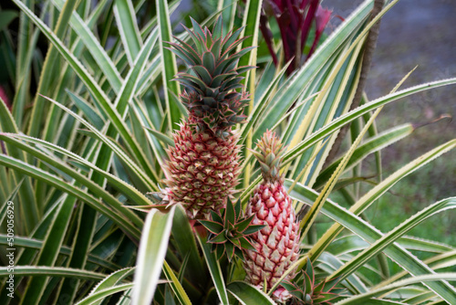 Pineapples fruit raw, organic nutrition farm plant.
