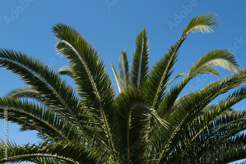 Tropical palm leaf background, coconut palm trees. Summer tropical island, vacation pattern. Palms texture.