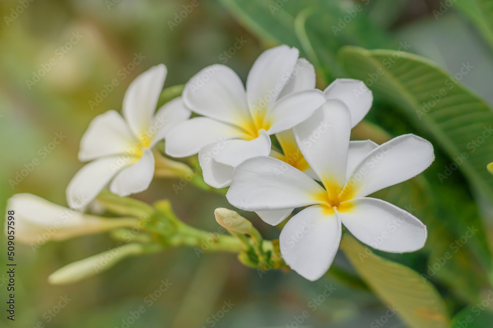 Lilac flowers blooming in nature flowers in tropical garden Lilac flowers blooming in nature flowers in tropical garden
