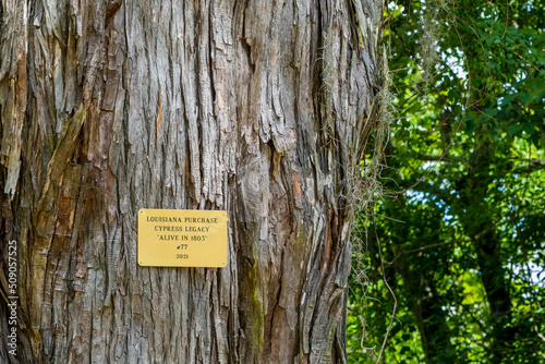 Historic Marker on Trunk of Old Baldcypress tree in Palmetto Island State Park, Louisiana, USA