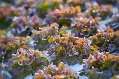 
Red Oak Salad is planted on a vegetable trough.
