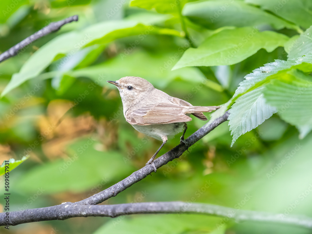 Obraz premium Common chiffchaff, lat. phylloscopus collybita, sitting on branch of bush in spring and looking for food