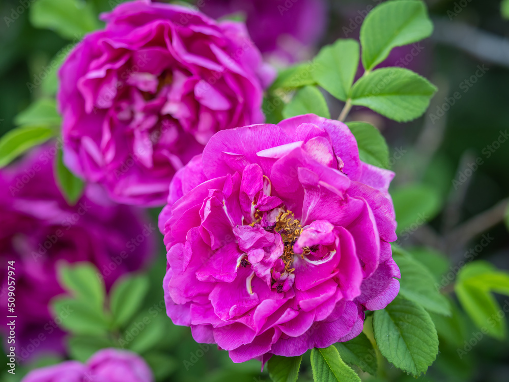 Obraz premium Blooming rosehip flower, beautiful pink flower on a bush branch. Beautiful natural background of blooming greenery.