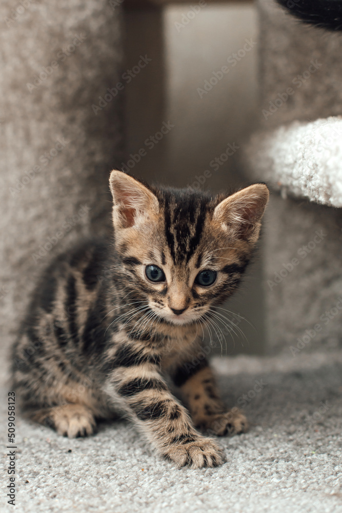 Young cute bengal kitten sitting on a soft cat's shelf of a cat's house indoors.