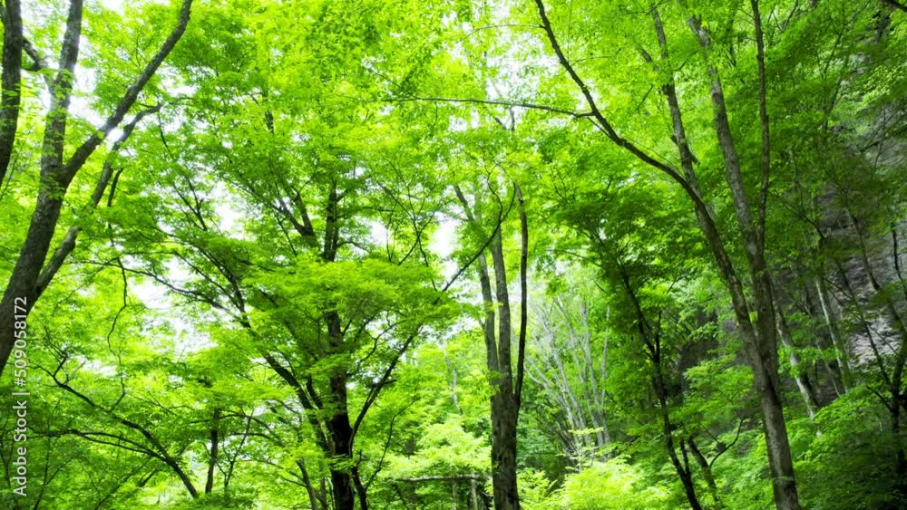 美しい夏の森 ドローン撮影 美しい夏の森 ドローン撮影