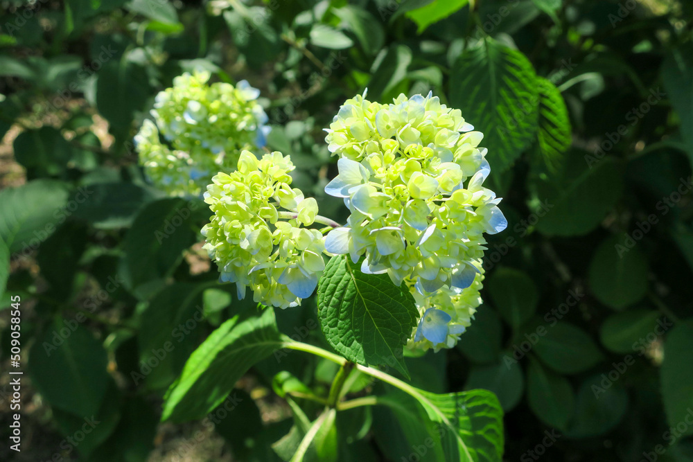 初夏に公園で咲く青、白の紫陽花の花、つぼみ 初夏に公園で咲く青、白の紫陽花の花、つぼみ