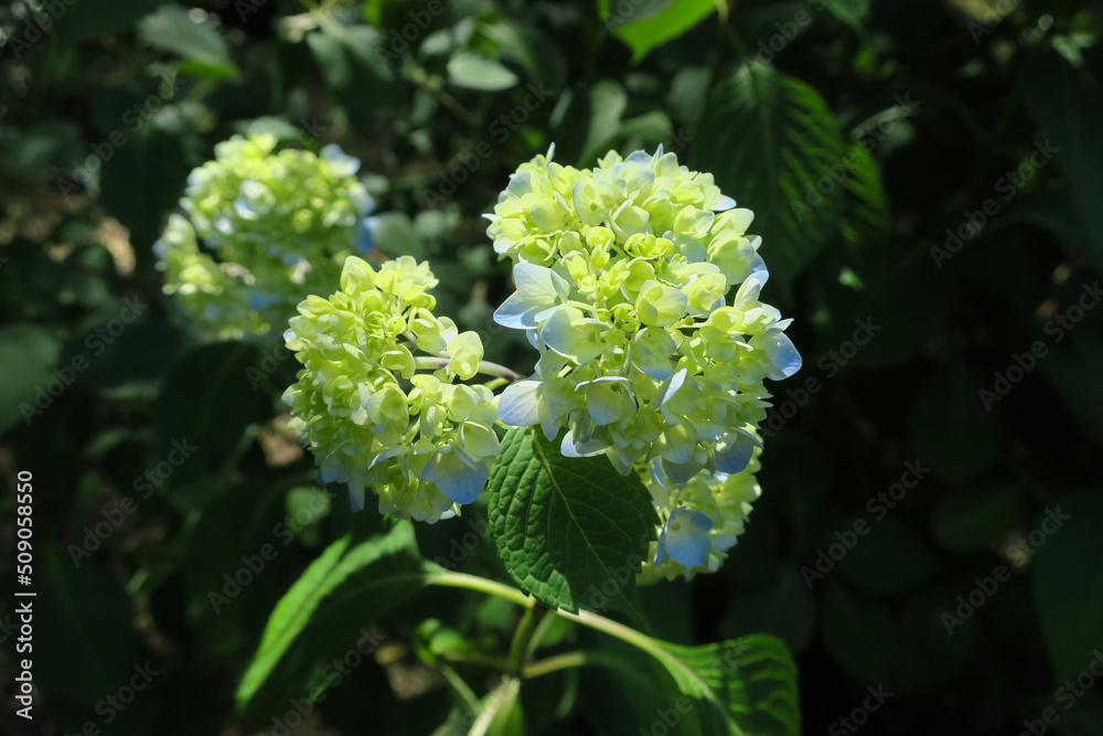 初夏に公園で咲く青、白の紫陽花の花、つぼみ