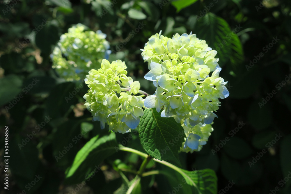 初夏に公園で咲く青、白の紫陽花の花、つぼみ 初夏に公園で咲く青、白の紫陽花の花、つぼみ