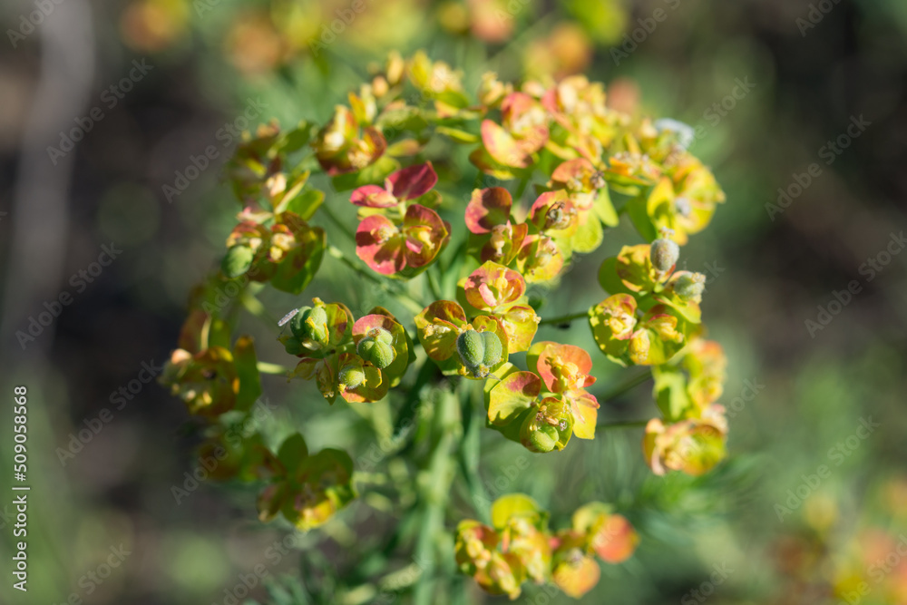 Euphorbia cyparissias, cypress spurge flowers closeup selective focus Euphorbia cyparissias, cypress spurge flowers closeup selective focus
