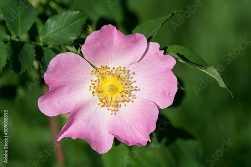 pink wild rose flower closeup selective focus