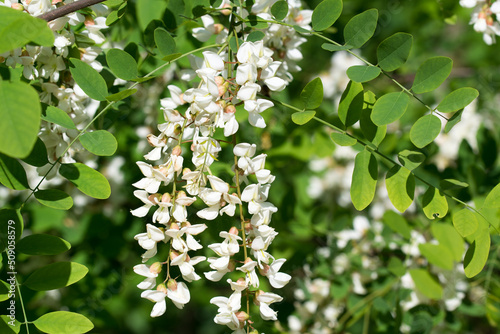 Robinia pseudoacacia, black locust white flowers closeup selective focus