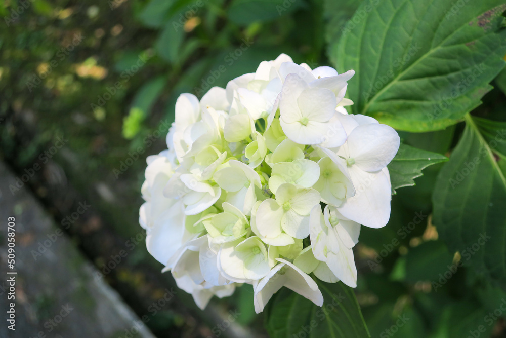 公園に咲く白い紫陽花の花 公園に咲く白い紫陽花の花