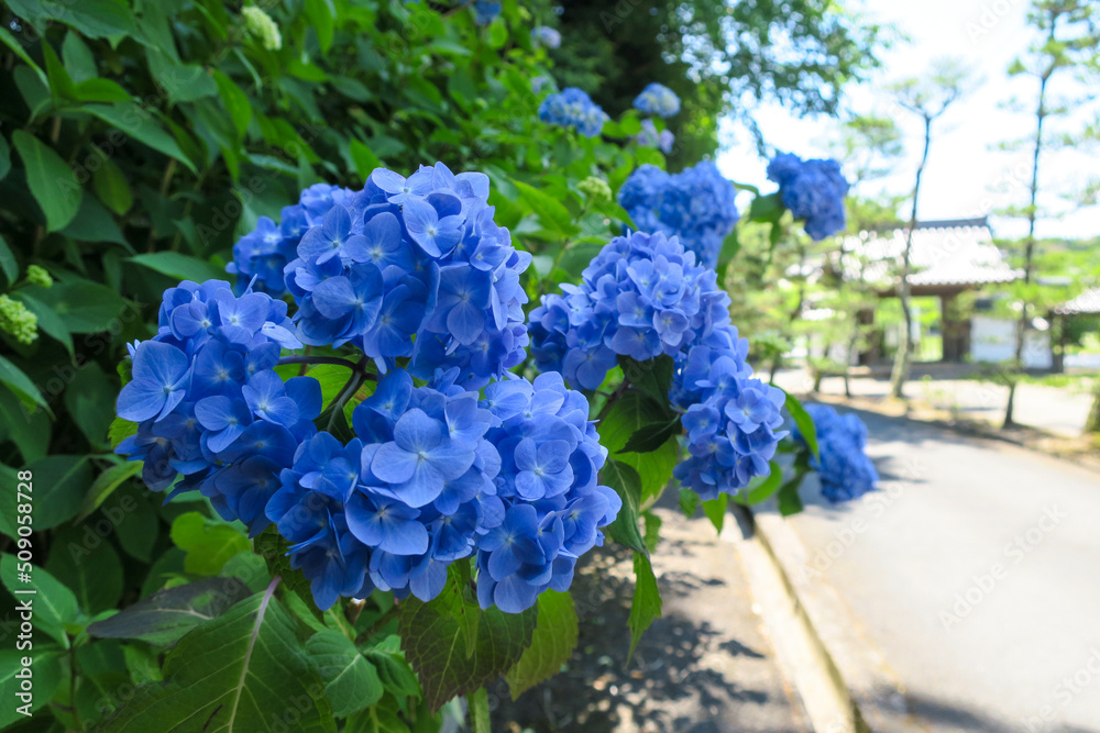 青く美しい紫陽花の花 青く美しい紫陽花の花