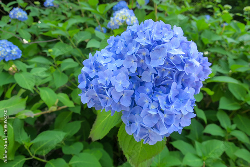 青く美しい紫陽花の花