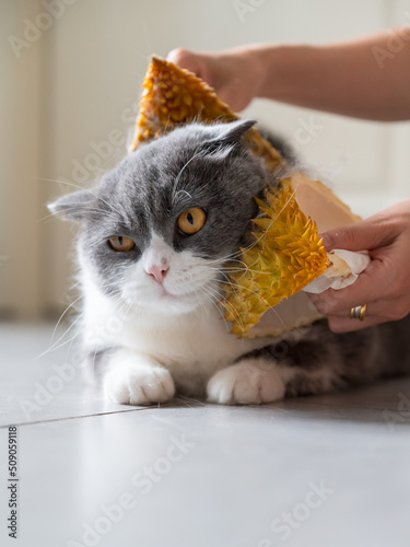 Photography Grooming British Shorthair cats with durian shells