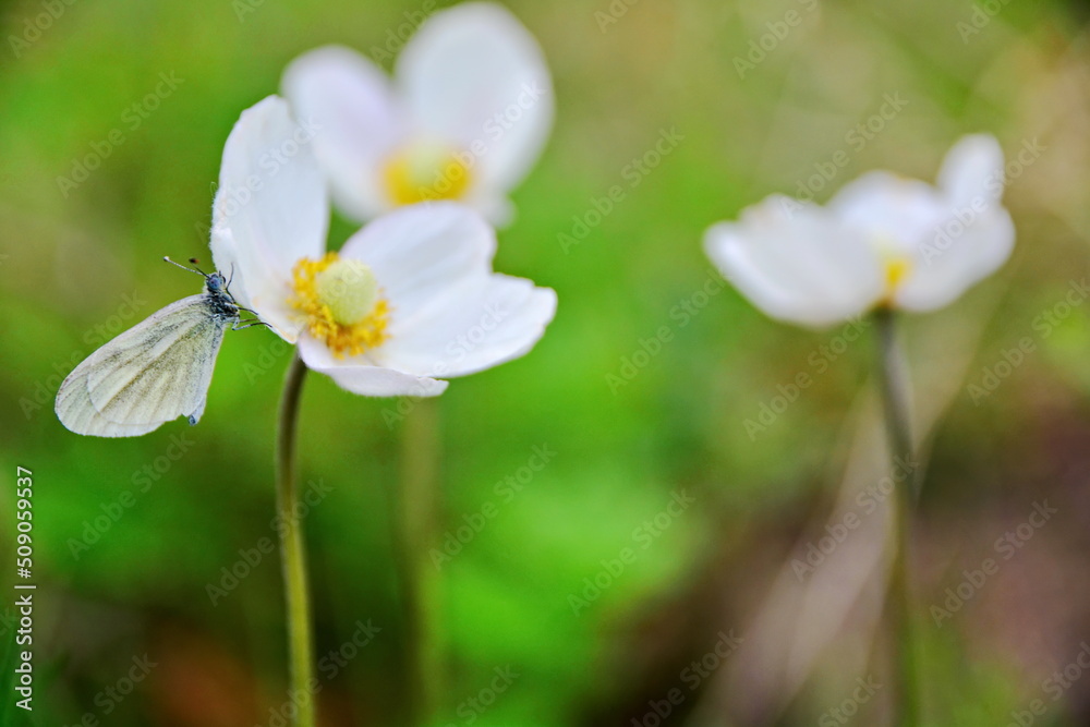 White butterfly on blooming flower of anemone sylvestris (wood anemone) close up on meadow on blurred background. Selective focus